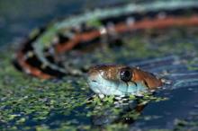 水中的蛇 水中的蛇