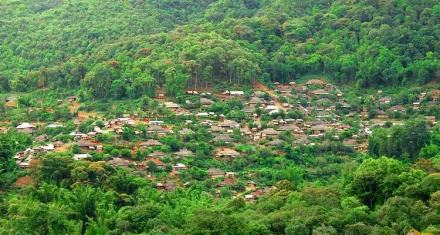 热带雨林景观 热带雨林景观