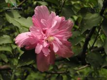 粉紫重瓣木槿 粉紫重瓣木槿