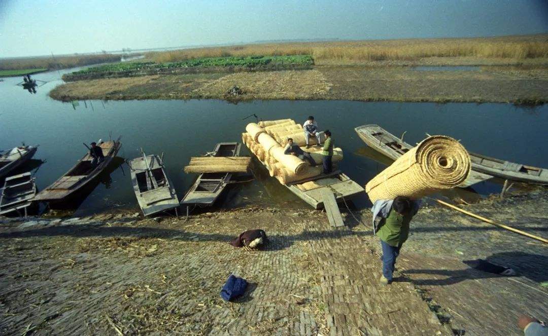 白洋淀苇席外运