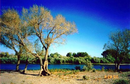 额尔齐斯河风光 额尔齐斯河风光