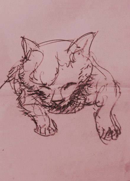 毕加索写生速写 毕加索写生速写