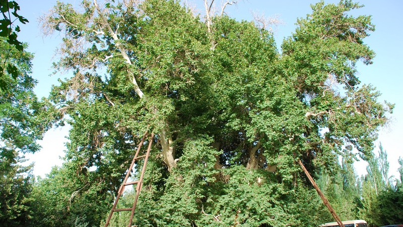 其娜民俗风情园