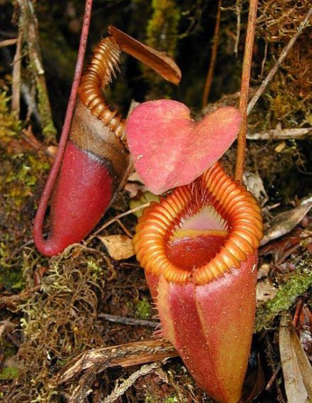 食虫植物——猪笼草 食虫植物——猪笼草