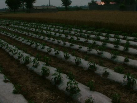 辣椒的种植 辣椒的种植