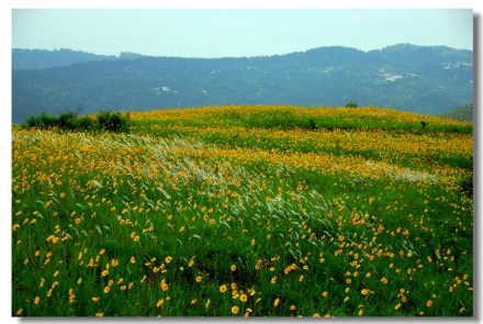 双桥花山 双桥花山