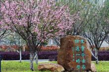 梅州市市花梅花及其精神 梅州市市花梅花及其精神