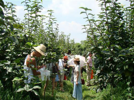 虞山镇观光农业 虞山镇观光农业