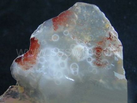 高山环冻石 高山环冻石