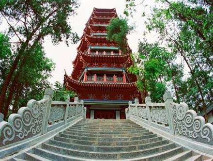 桫椤王国 桫椤王国