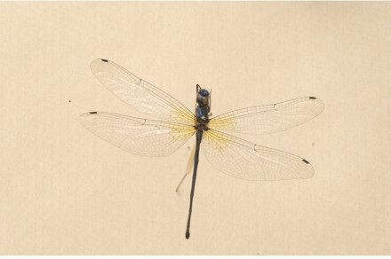 伪蜻 Cordulia aenea 伪蜻 Cordulia aenea