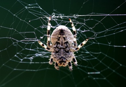 人面蜘蛛 人面蜘蛛