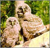 塞舌尔猫头鹰 塞舌尔猫头鹰