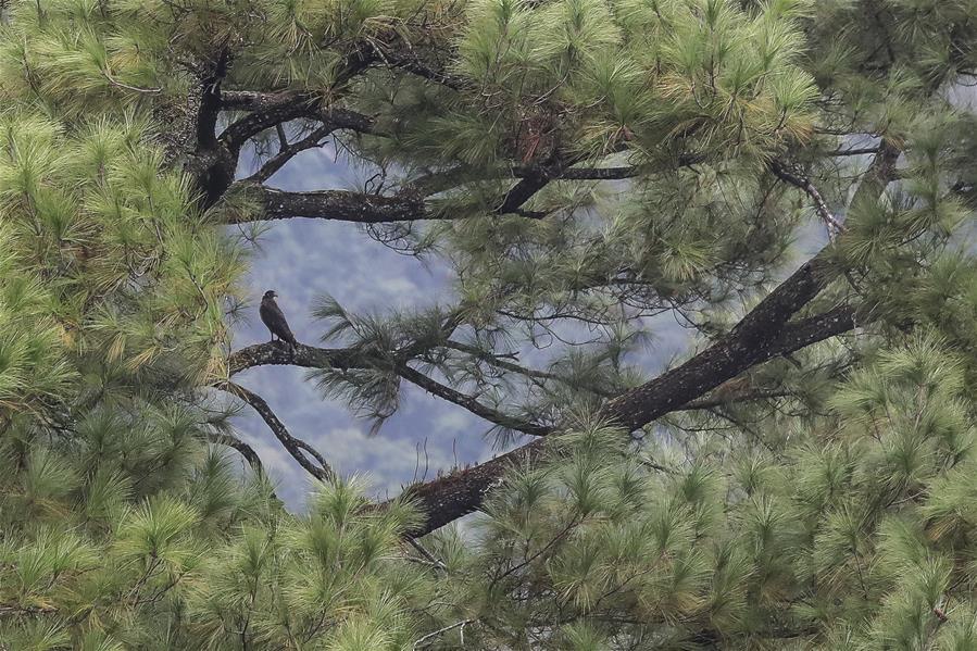 海南尖峰岭热带雨林中的盘壳栎