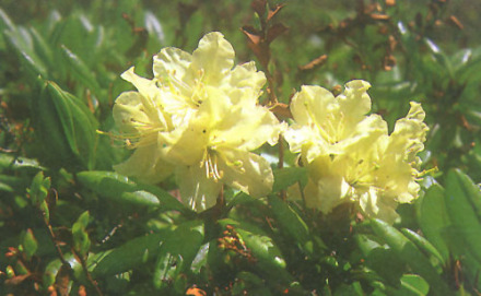 牛皮杜鹃 牛皮杜鹃