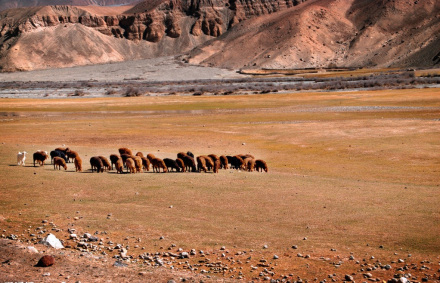新疆戈壁草原 新疆戈壁草原