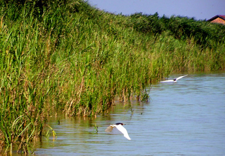 南洞庭湖湿地
南洞庭湖湿地