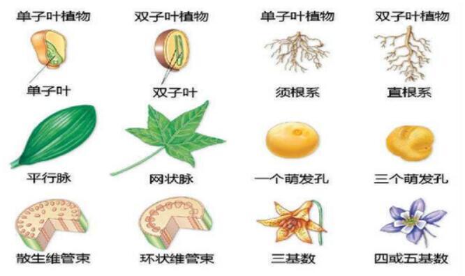 相近物种区别 相近物种区别