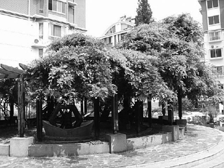 袁枚手植藤 袁枚手植藤