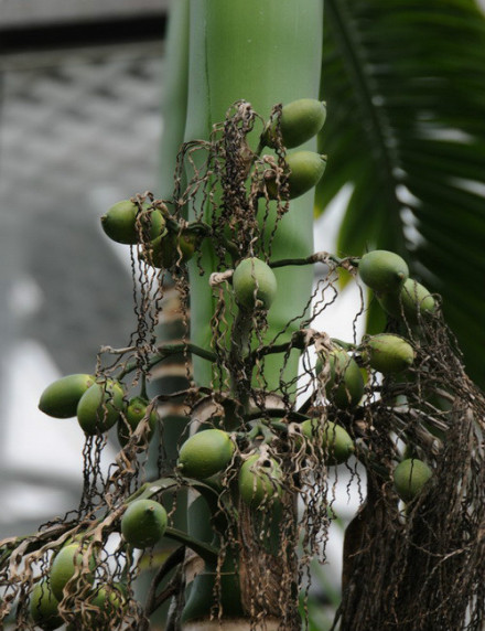 槟榔(果实) 槟榔(果实)