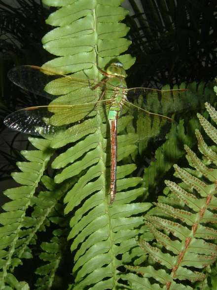 准噶尔盆地发现的原蜻蜓目化石
准噶尔盆地发现的原蜻蜓目化石