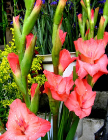 唐菖蒲盆栽 唐菖蒲盆栽