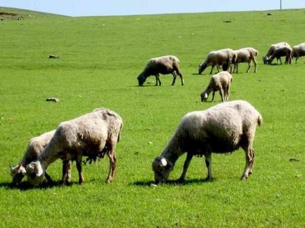 科尔沁草原 科尔沁草原