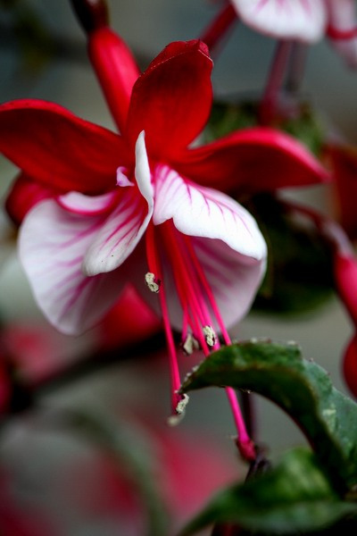 倒挂金钟花萼很漂亮 倒挂金钟花萼很漂亮