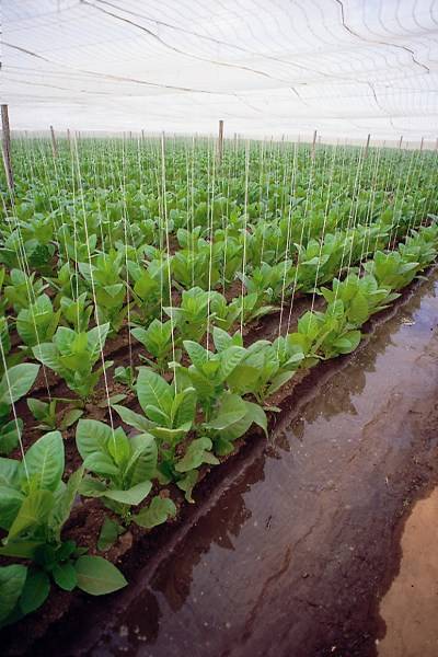 哈瓦那烟叶 哈瓦那烟叶