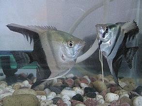 阴阳神仙鱼 阴阳神仙鱼