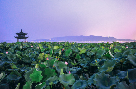 西湖夏日风光 西湖夏日风光