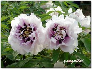 洛阳牡丹 洛阳牡丹