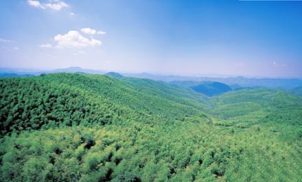 蔡伦竹海 蔡伦竹海