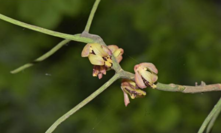 夹竹桃科植物
夹竹桃科植物