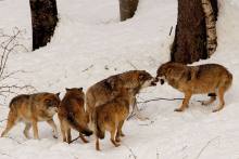 犬科动物图片 犬科动物图片