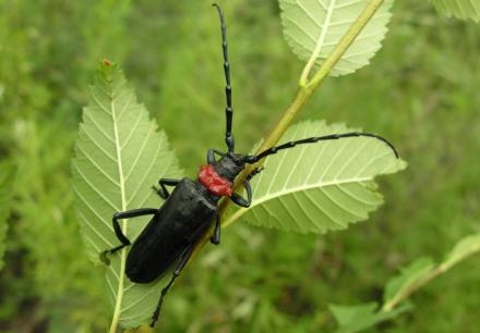 桃红颈天牛 桃红颈天牛