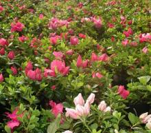 西洋杜鹃 西洋杜鹃