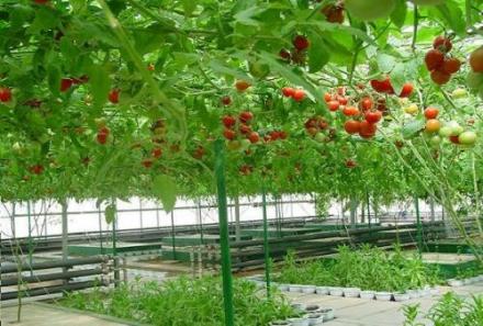 顺平县农业 顺平县农业