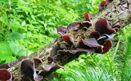 康县黑木耳 康县黑木耳