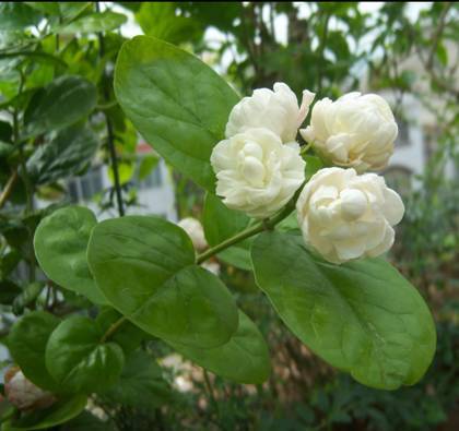 多瓣茉莉 多瓣茉莉