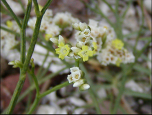 花卉--钻石花 花卉--钻石花