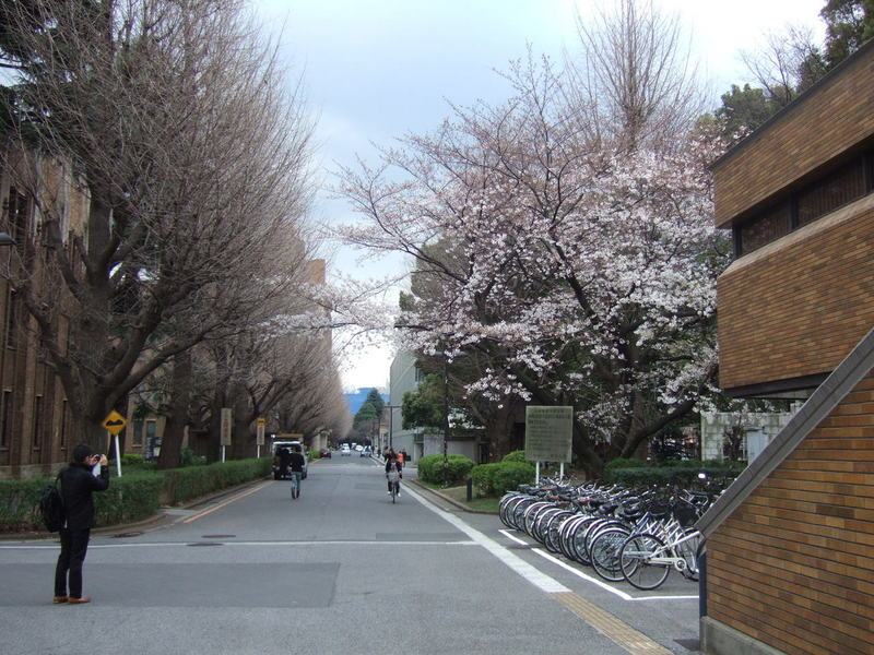 京都大学风景