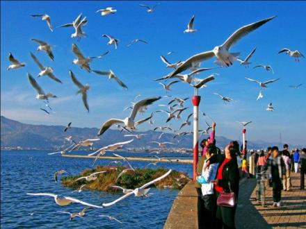 海鸥群飞 海鸥群飞