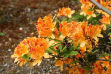 羊踯躅(原亚种) 羊踯躅(原亚种)