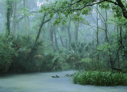 热带雨林 热带雨林