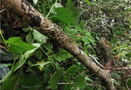 夹竹桃科植物枝干
夹竹桃科植物枝干