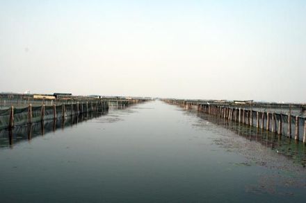 沙家浜镇阳澄湖大闸蟹基地 沙家浜镇阳澄湖大闸蟹基地