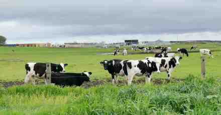 澳大利亚奶牛牧场 澳大利亚奶牛牧场