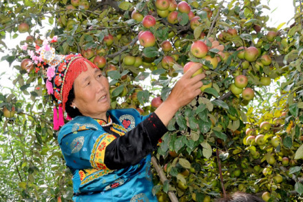 水果种植 水果种植