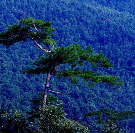 仙游县木兰溪步行桥 仙游县木兰溪步行桥